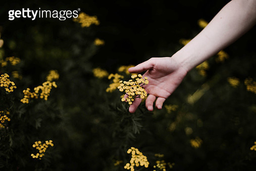Woman holding wild yellow flowers . - gettyimageskorea