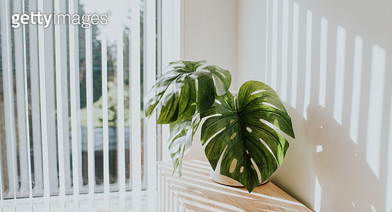 Stylish rustic white planter with swiss cheese plant, against white wall with light streams illuminating the room. Minimalist. Concept and space for copy. - gettyimageskorea