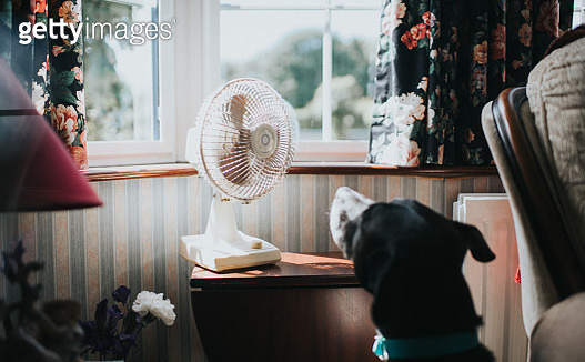 Black dog looking at a desk fan, enjoying the breeze. - gettyimageskorea