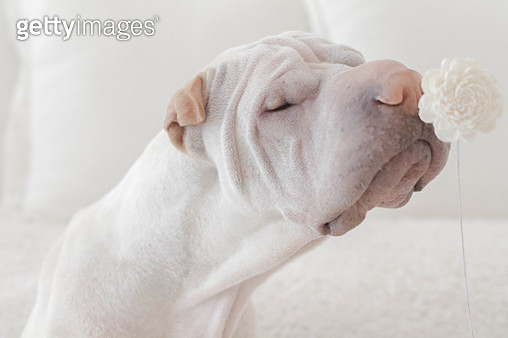 Shar Pei dog smelling a flower - gettyimageskorea