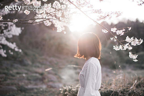 A woman under the cherry blossoms - gettyimageskorea